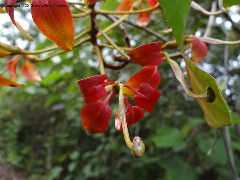 Bauhinia kockiana, SAN.153247--Malaysia, Sabah. Tawai For. Res. 9 Apr 2012. DSC07890 (30).JPG