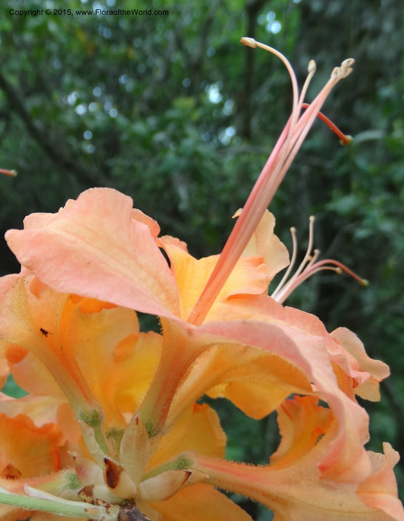 Rhododendron calendulaceum, Davidson, C 12949--North Carolina. Trans. Co. Yellow Gap Rd. Pink Beds. 11 May 2015. DSC03958 (19).JPG