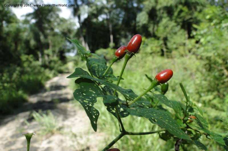 Capsicum, W. D. Stevens 31295--Paraguay. Edo. Concepcion. Garay Cue. 21 Mar 2011. 121 (11).jpg