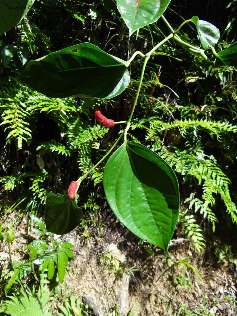 Piper mestonii, B. Gray 9098--Australia. Queensland. Boulders Flora and Fauna Reserve. 27 Sep 2011. (256).JPG