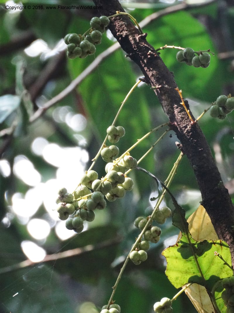 Agrostistachys longifolia, Davidson, C 12889--Sabah. Sapa Paya For. Res. 23 Mar 2015. DSC00001 (140).JPG