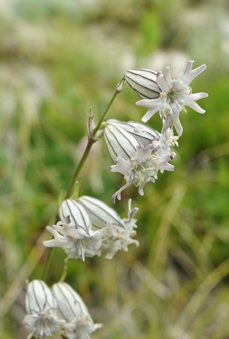 Silene gracilicaulis, D. Boufford 44025--China. Sichuan. Litang Xian. 15 Aug 2017. DSC06139 (257).JPG