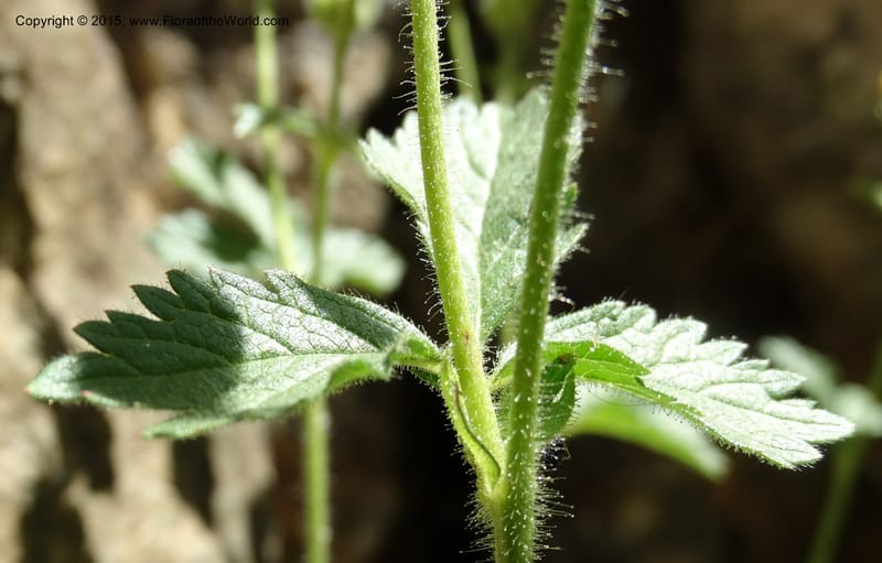Drymocallis pseudorupestris, Davidson, C 12863--ID. Idaho Co. Seven Devils Mtns. 20 Jul 2015. DSC07745 (43).JPG