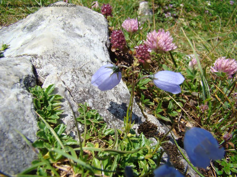 Campanula, CDavidson11252--Slovenia. Gorenska Reg. Velika Planina. 6 Jul 08. 118.jpg