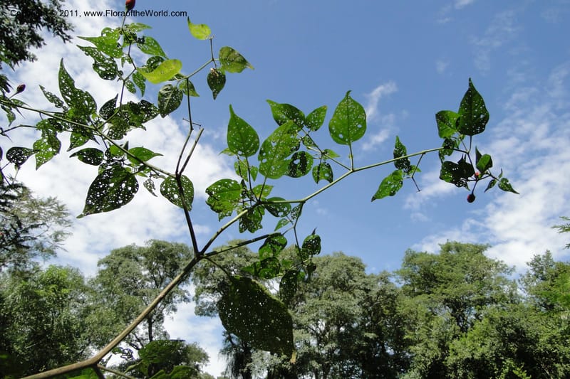 Capsicum, W. D. Stevens 31295--Paraguay. Edo. Concepcion. Garay Cue. 21 Mar 2011. 121 (13).jpg
