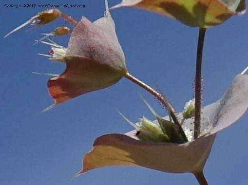 Oxytheca perfoliata, Davidson, C 13128--California. Inyo Co. Mahogany-Wild Rose Rd. 19 Apr 2016.  (140).JPG