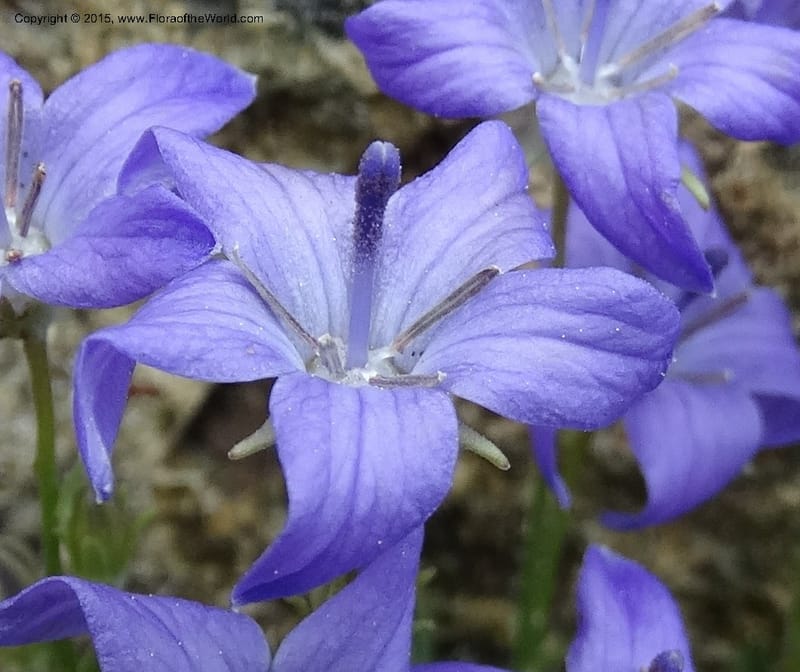 Campanula, Davidson, C 12592B--ID. Idaho Co. Seven Devils Camp Ground. 15 Jul 2014. DSC00113 (170).JPG