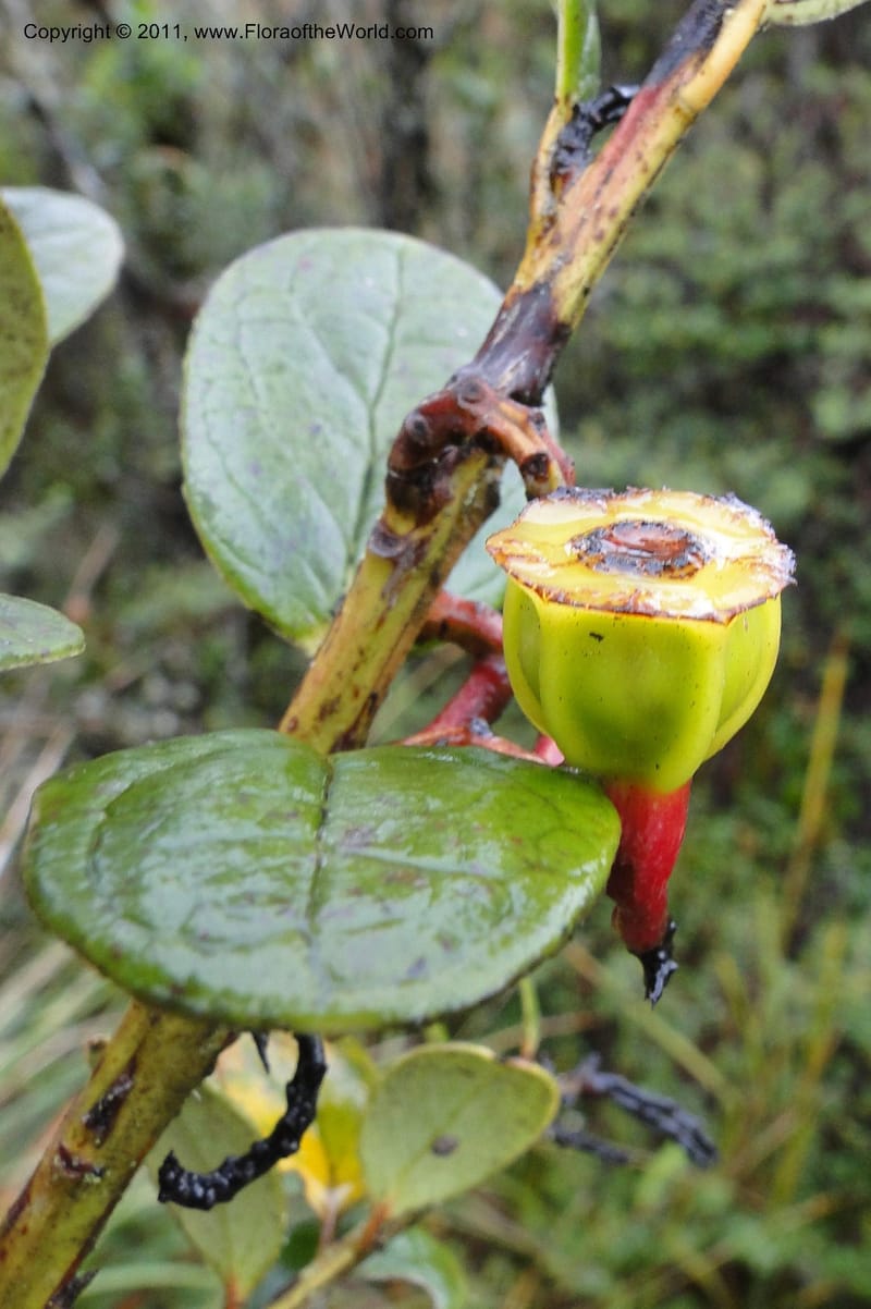 Ceratostema alatum, Ulloa 1999--Ecuador. Napo. Papallacta to Baeza. 1 Jun 2011. 469 (6).jpg