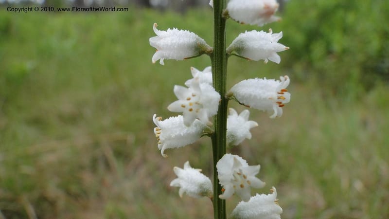 Aletris farinosa, C. Davidson 11748--North Carolina. Brunswick Co. Green Swamp. 21 May 2010. 362 (100).jpg