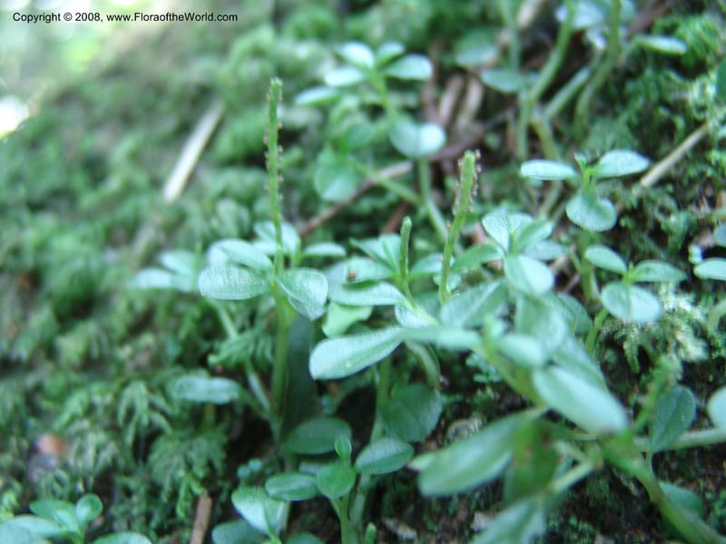 Peperomia retusa cf--Kenya. Kakamega Forest. 8 Jul 04. 166.jpg