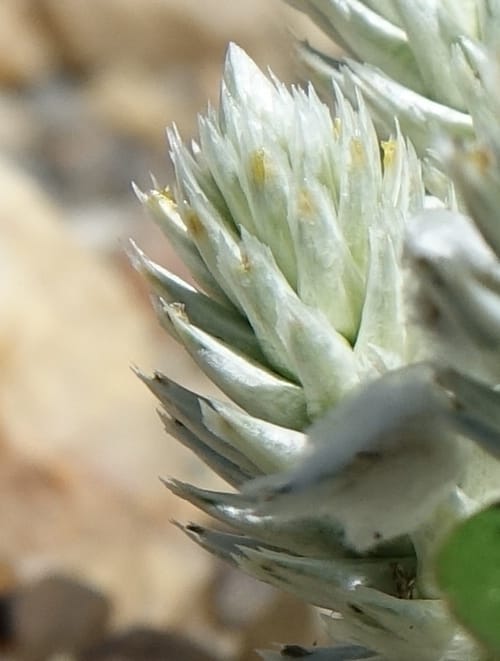 Gomphrena celosioides, L. Nanyeni 1167--Namibia. Hwy B1 S of Okahandja at Swakop R. bridge. 16 May 2018.  (17).JPG