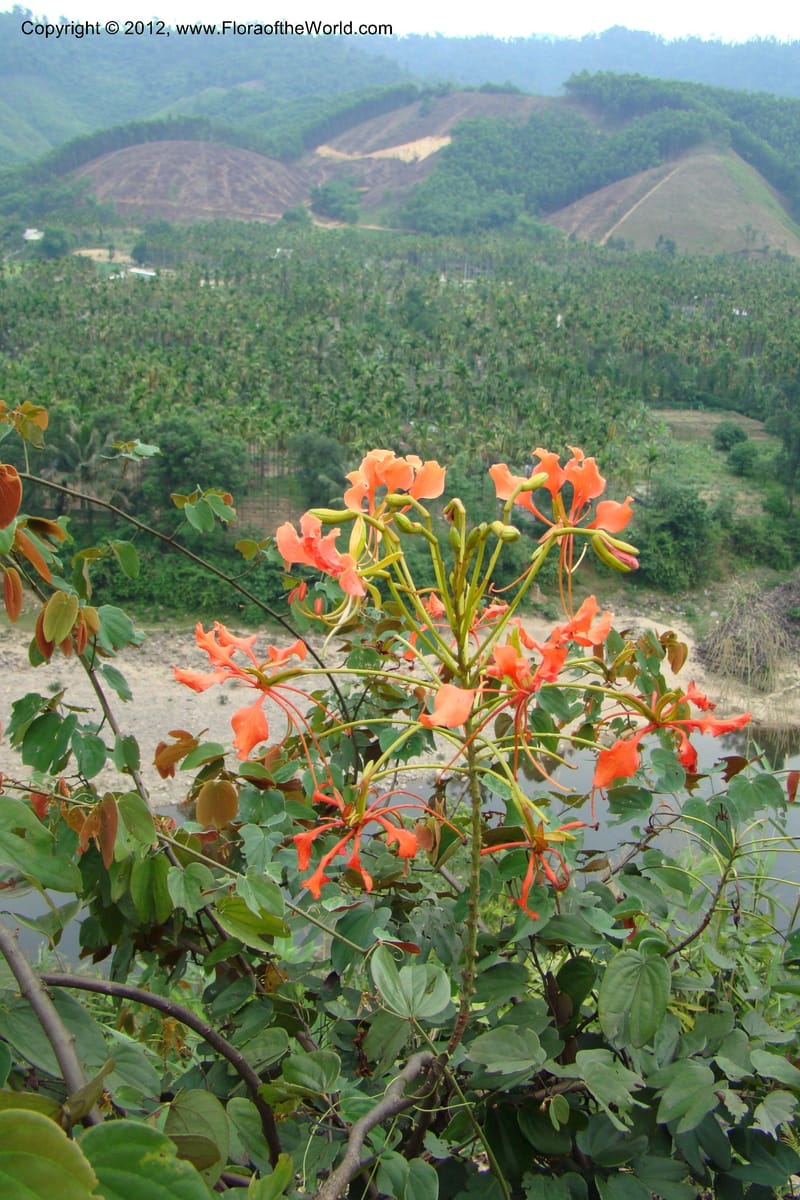 Bauhinia, Regalado 1717--Viet Nam. Thua Thien Hue Prov. Nam Dong Distr. Thuang.12 Apr 09. 286.jpg