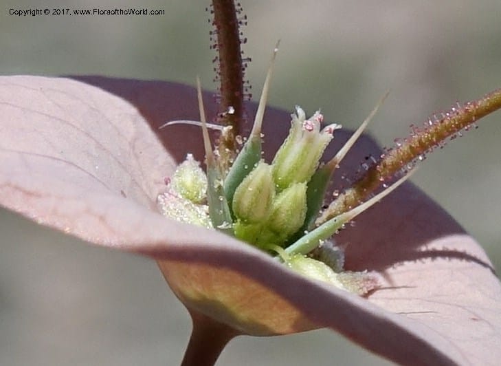 Oxytheca perfoliata, Davidson, C 13128--California. Inyo Co. Mahogany-Wild Rose Rd. 19 Apr 2016.  (150).JPG
