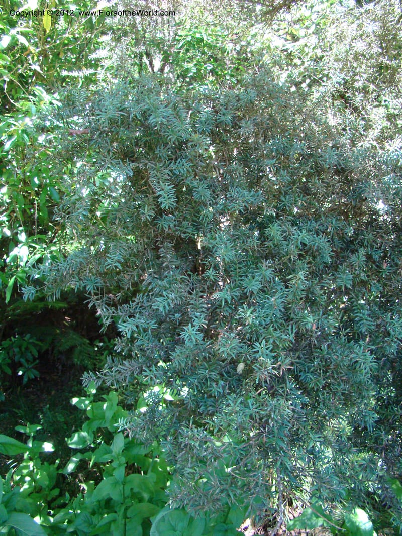 Podocarpus totora, C. Gemmill 646--New Zealand. Waikato Distr. Puke Moke Moke Res. 26 Nov 07. 138 (8).jpg