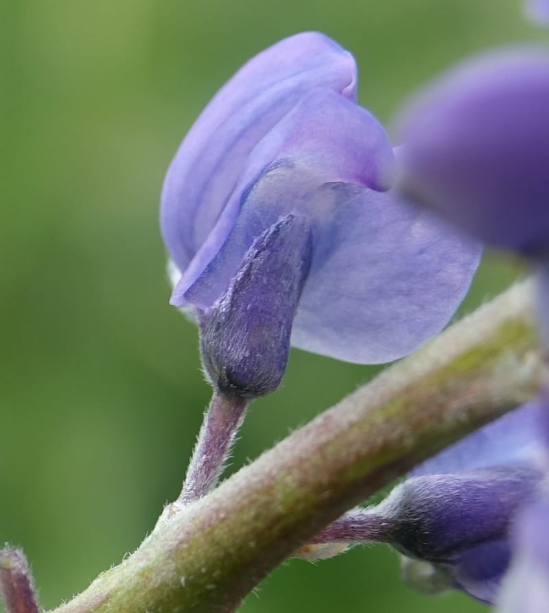 Lupinus argenteus, C. Davidson 13628--ID. Fremont Co. Flat Ranch Preserve (TNC). 16 Jun 2017. DSC01715 (93).JPG