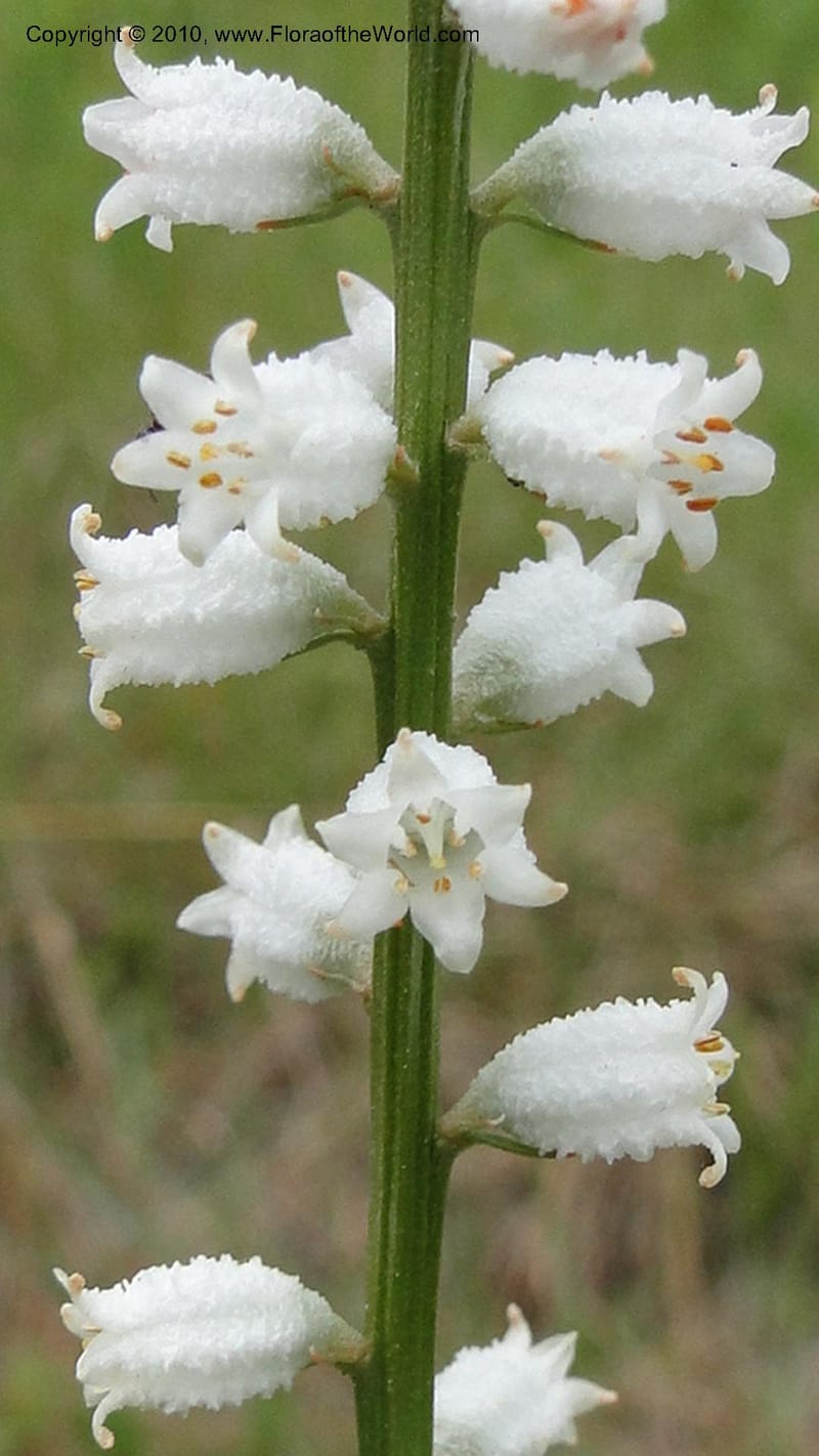 Aletris farinosa, C. Davidson 11748--North Carolina. Brunswick Co. Green Swamp. 21 May 2010. 362 (98).jpg