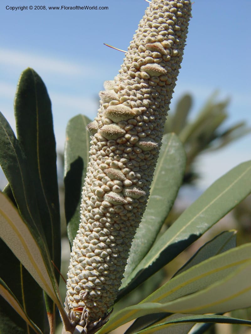 Banksia integrifolia, 1999.01594--Spain. Barcelona Botanic Garden. 19 Apr 04. 082.jpg