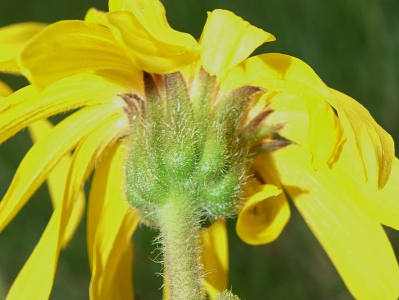 Arnica montana, Callmander, M 1293--Switzerland. Oberwald. Chapel St. Nikolas. 2 Jul 2016. DSC07728 (578).JPG