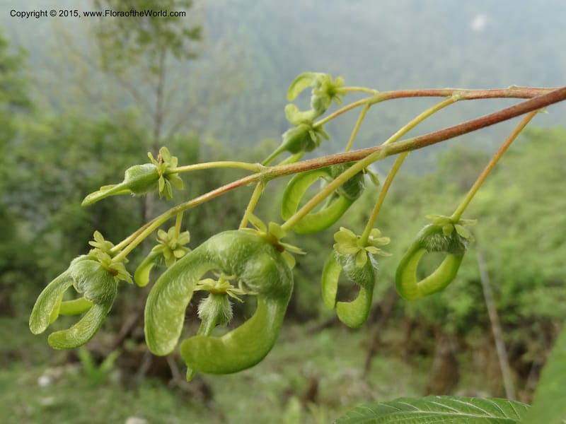 Acer, Boufford, D 43670--China. Sichuan. GuoBaYan, HanBaiYu Shan. 12 May 2014. DSC05373 (201).JPG