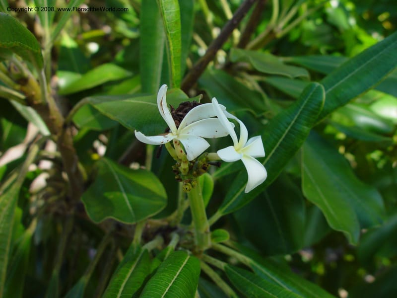 Plumeria. 992117B--FL. Fairchild Trop. Gard. 16 Jan 03. 019.jpg