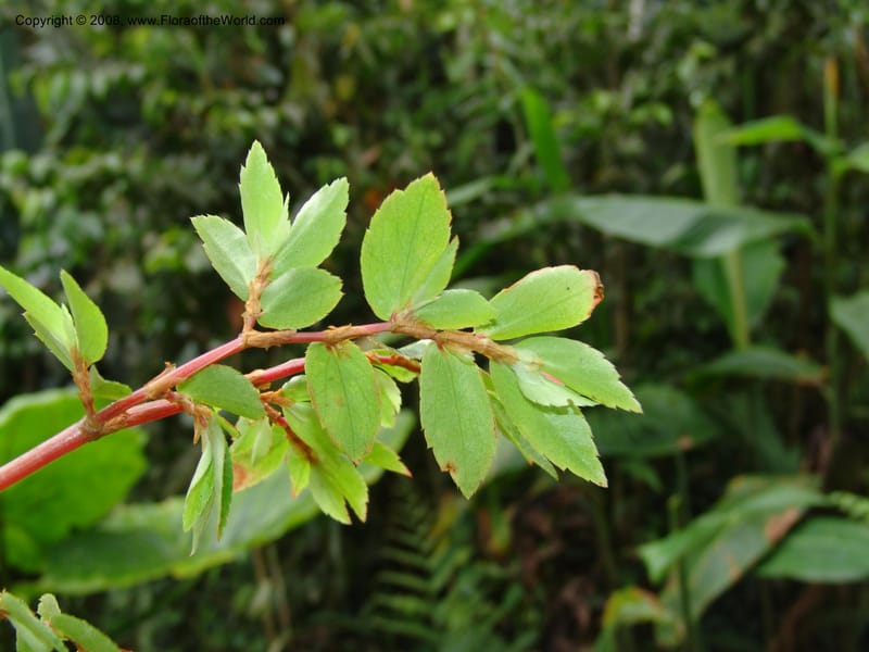 Begonia foliosa, Croat94552--Ecuador. Prov. Pichincha. Tandayapa-Nono. 13 Feb 05. 173.jpg