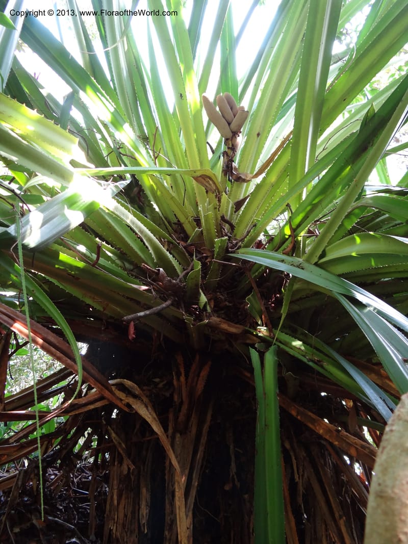 Pandanus epiphyticus, Callmander 1014--Malaysia, Sarawak. Bako Nat. Park. Paku Trail. DSC06071 (61).JPG