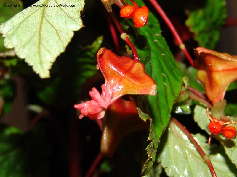 Begonia, Croat94737--Ecuador. Prov. Carchi. Rd Tulcan to El Chical. 16 Feb 05.  238.jpg