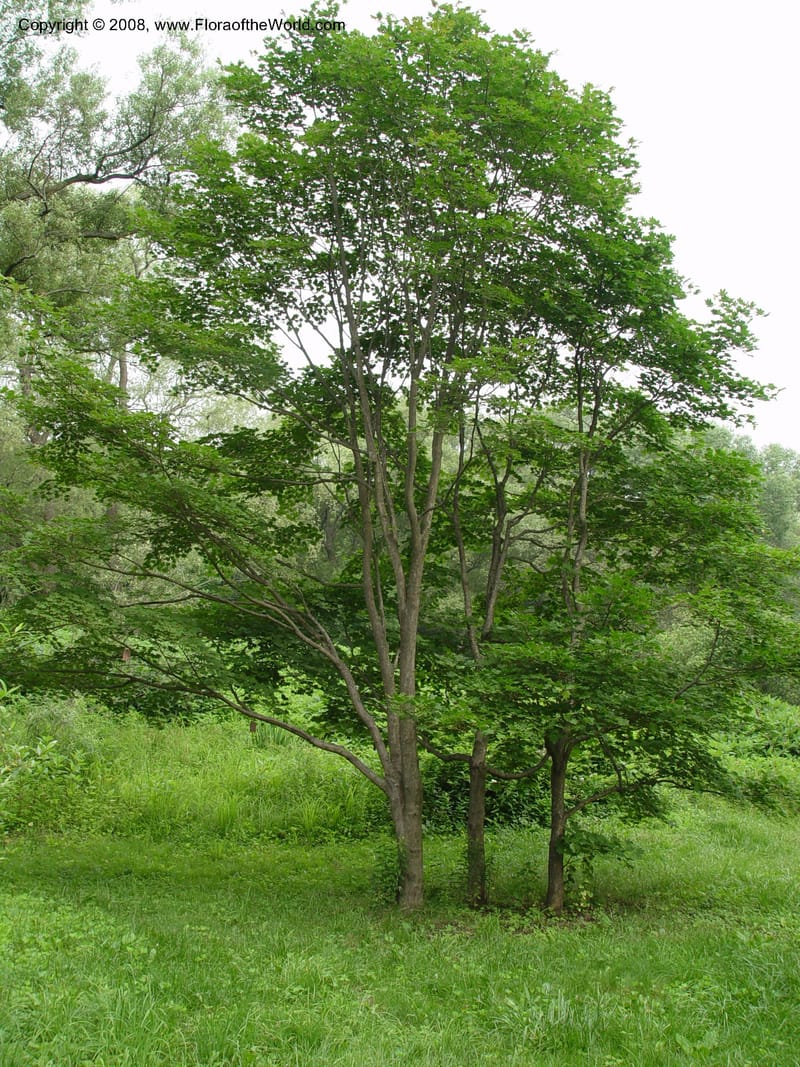 Acer pseudosieboldianum, 1400-77-A--MA. Arnold Arboretum. 30 Jun 03. 004.jpg