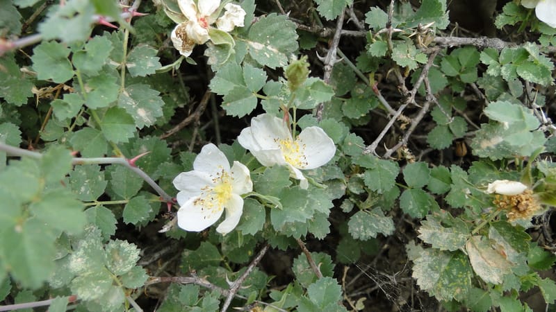 Rosa elymaitica, A. G. Miller 121.3--Iraq. Kurdistan. Shakh-i Pira Magun. 9 June 2010. 272 (10).jpg