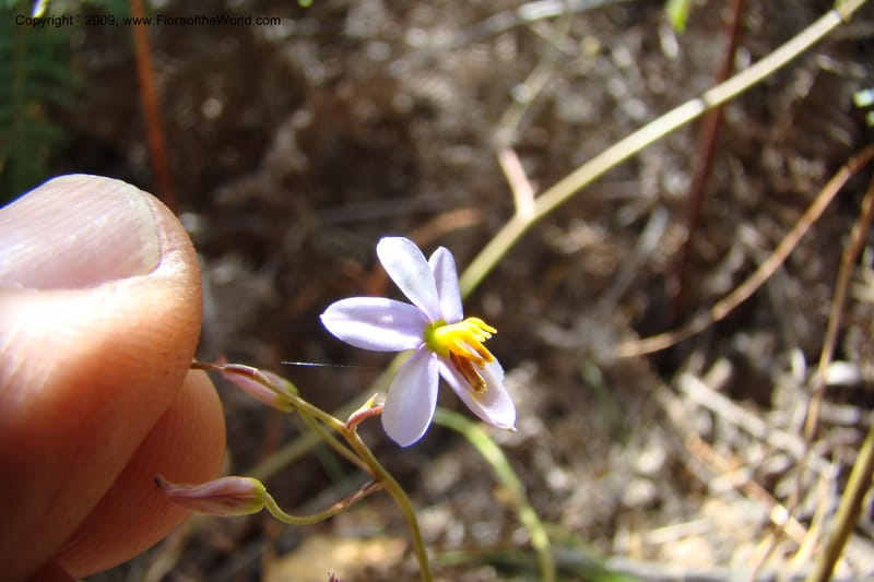 South Africa. Cape Prov. Kogelberg Nat. Res. 21 Jan 09. 189.jpg