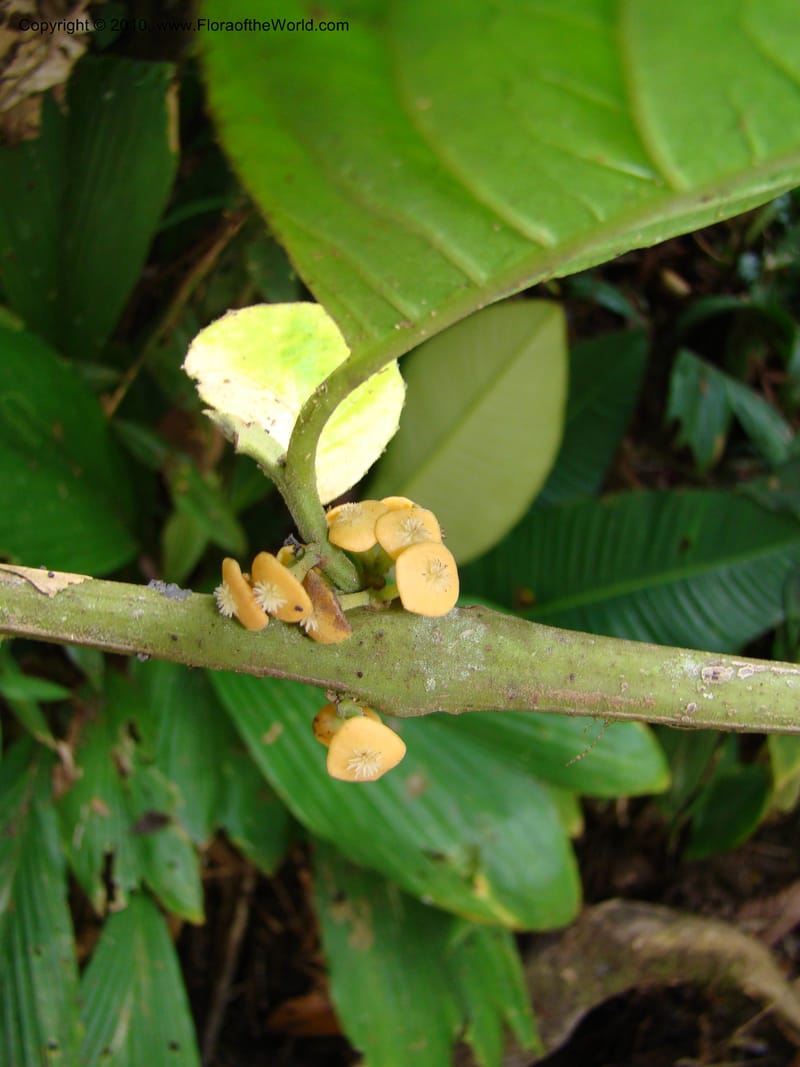 Siparuna pauciflora, B. Hammel 24703--Costa Rica. Prov. Limon. Selva Bananito Lodge. 13 Apr 08. 197 (8).jpg
