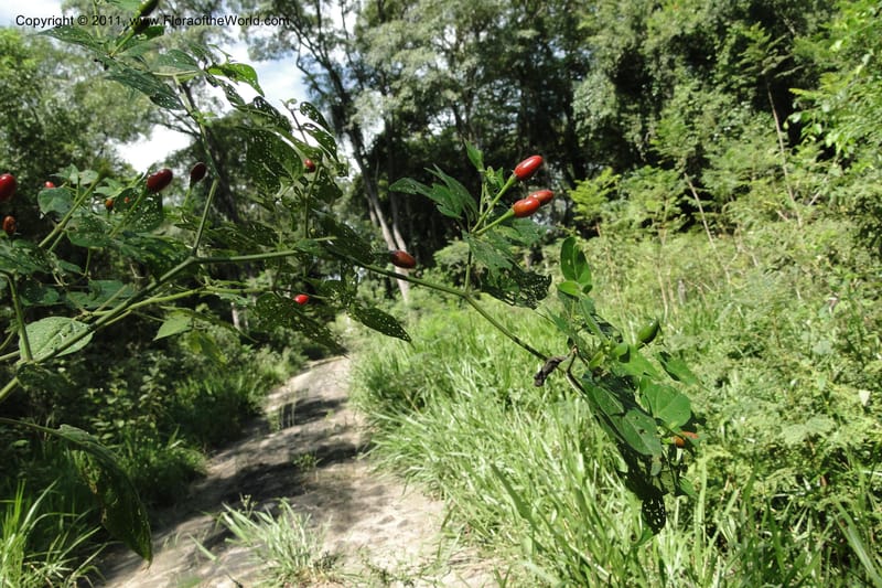 Capsicum, W. D. Stevens 31295--Paraguay. Edo. Concepcion. Garay Cue. 21 Mar 2011. 121 (9).jpg