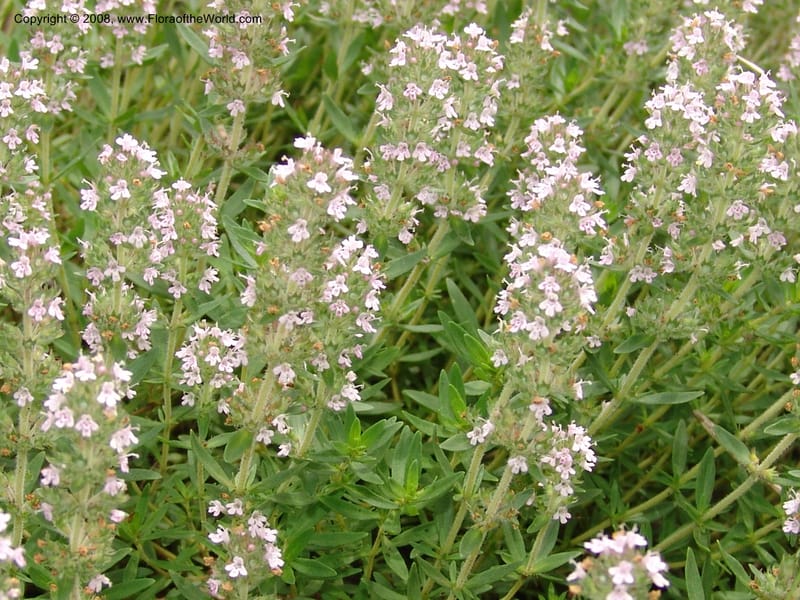 Thymus tiflisensis--Georgia. Gori Upland, Gareji Steppe. Near salty lake. 9  Jun 05. 125.jpg