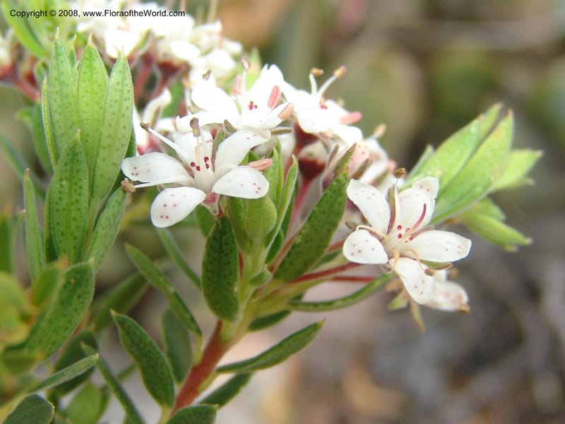 Agathosma puberula cf--So.Africa. E. Cape. Uitenhage Nat. Res. 6 Mch 05. 037.jpg