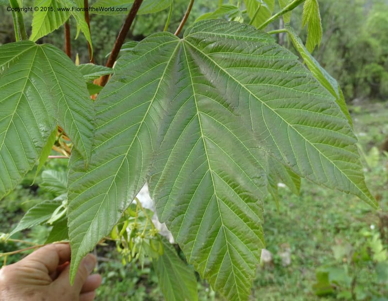 Acer, Boufford, D 43670--China. Sichuan. GuoBaYan, HanBaiYu Shan. 12 May 2014. DSC05373 (207).JPG