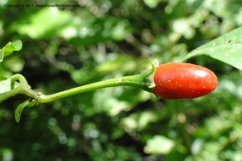 Capsicum, W. D. Stevens 31295--Paraguay. Edo. Concepcion. Garay Cue. 21 Mar 2011. 121 (3).jpg