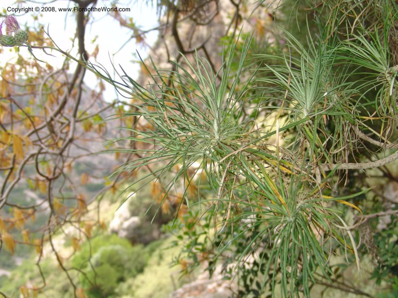 Euphorbia dendroides--Crete. Ep. Kisamos. Sirikari Gorge. 25 May 05. 230.jpg