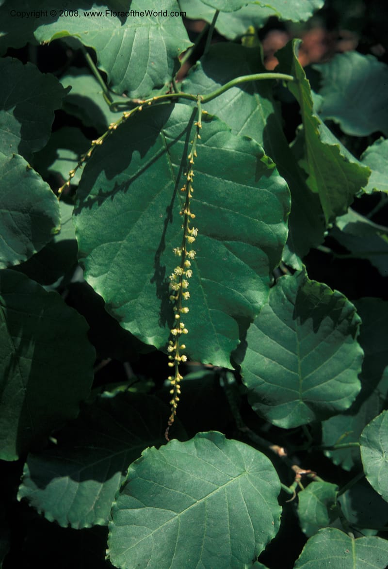 Coccoloba tiliacea--CA. Los Angeles County Arbor. Jul 74. 002.jpg