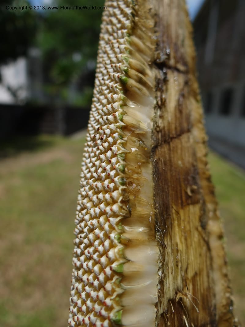 Pandanus epiphyticus, Callmander 1014--Malaysia, Sarawak. Bako Nat. Park. Beach. 31 Mar 2012. DSC06362 (118).JPG
