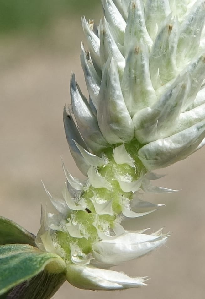 Gomphrena celosioides, L. Nanyeni 1167--Namibia. Hwy B1 S of Okahandja at Swakop R. bridge. 16 May 2018.  (28).JPG