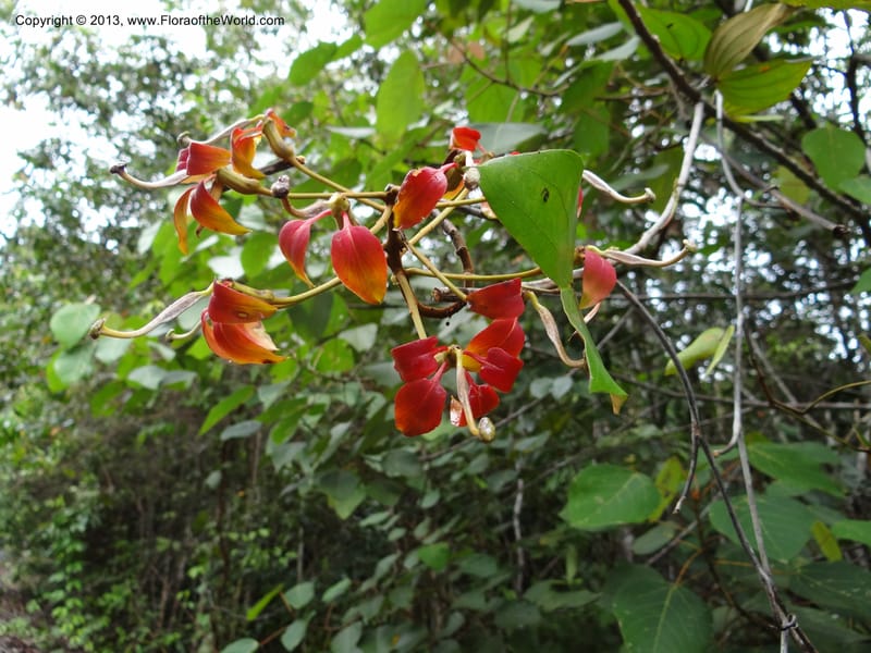 Bauhinia kockiana, SAN.153247--Malaysia, Sabah. Tawai For. Res. 9 Apr 2012. DSC07890 (31).JPG