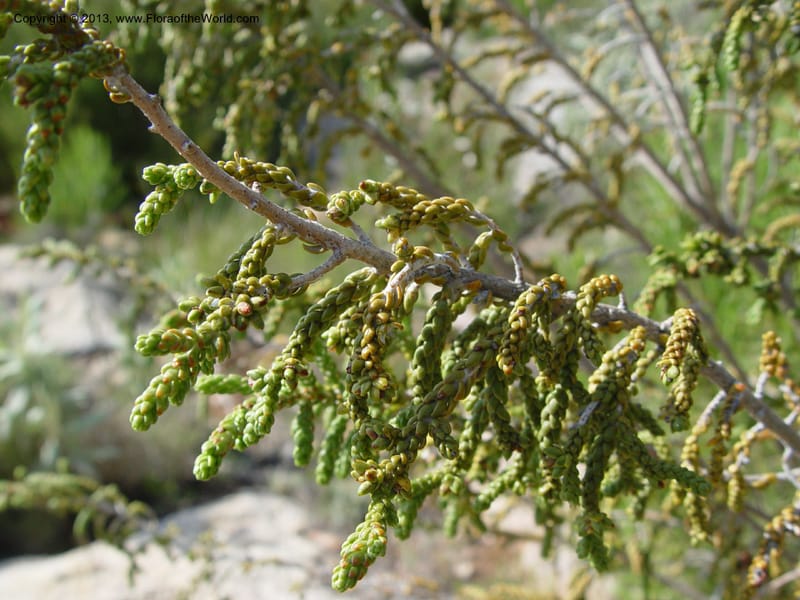 Thymelaea hirsuta--Spain. Andalucia. On C333, ca. 5 km E of Orgiva. 14 Ap (140).jpg