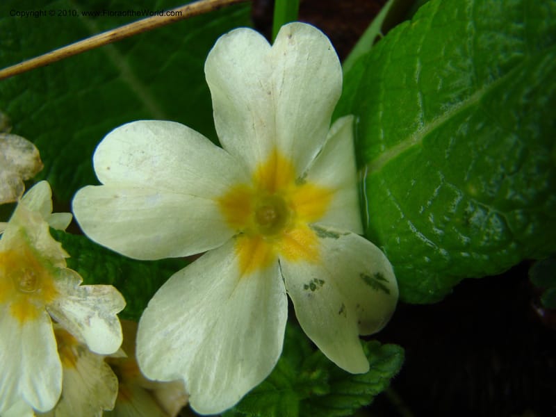 Primula vulgaris, C. Davidson 11222--Slovenia, Stajerska Region, Menina Planina, 19 May 2008.  014 (7).jpg