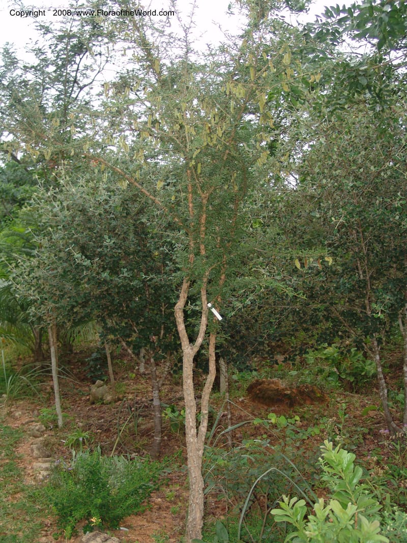 Ormocarpum trichocarpum, W3130--So. Africa. Mpumal. Karino, Whyte Thorne Gdn. 14 Mch 05. 030.jpg