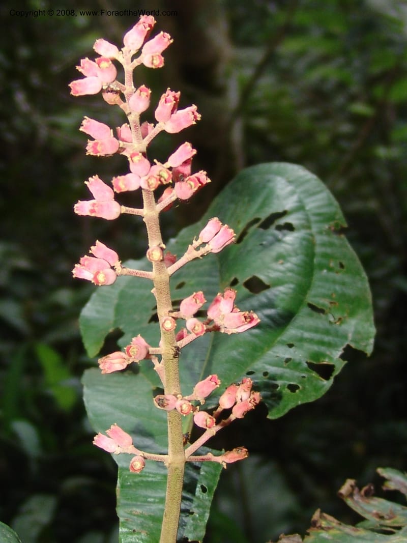 Miconia impetiolaris, RVasquez33019--Peru. Pillcopata. Qbda Pini Pini. 29 Oct 07. 845.jpg