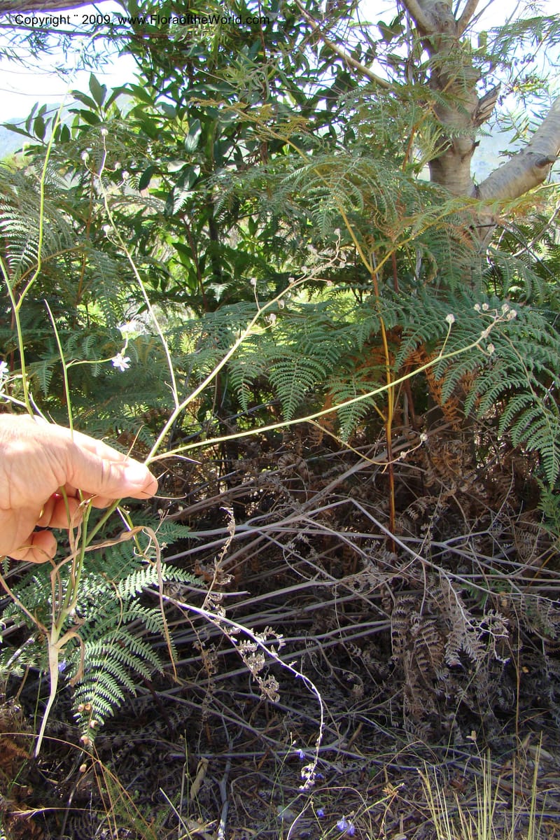 South Africa. Cape Prov. Kogelberg Nat. Res. 21 Jan 09. 206.jpg