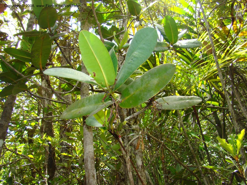 Garcinia amplexicaulis, JMunzinger4901--New Caledonia. Parc Prov. Riviere Bleue. 22 Nov 07. 052.jpg