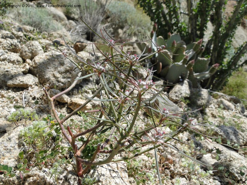 Euphorbia eriantha, C. Davidson 11664--California. Riverside Co. 1 April 2010. 309 (2).jpg