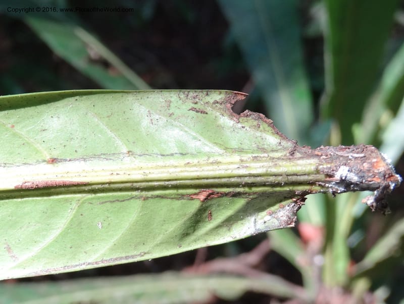 Agrostistachys longifolia, Davidson, C 12889--Sabah. Sapa Paya For. Res. 23 Mar 2015. DSC00001 (159).JPG