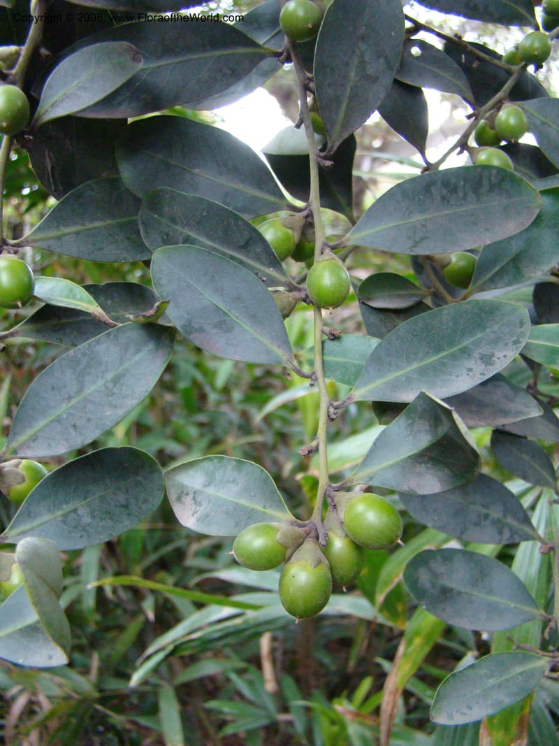 Diospyros australis--Australia. Royal Botanic Garden, Melbourne. 19-20 Mch 08. 380.jpg